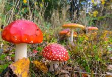 Fliegenpilz Kaufen – From Myth to Market