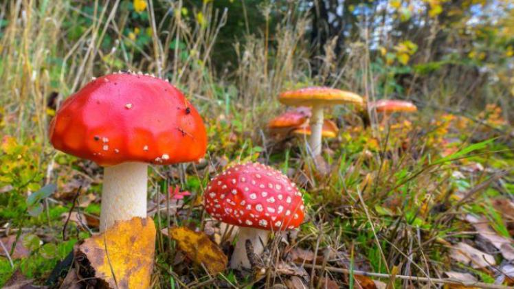 Fliegenpilz Kaufen – From Myth to Market